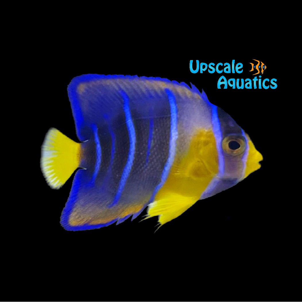 Townsend Angelfish - Juvenile (Holacanthus ciliaris x Holacanthus bermudensis)
