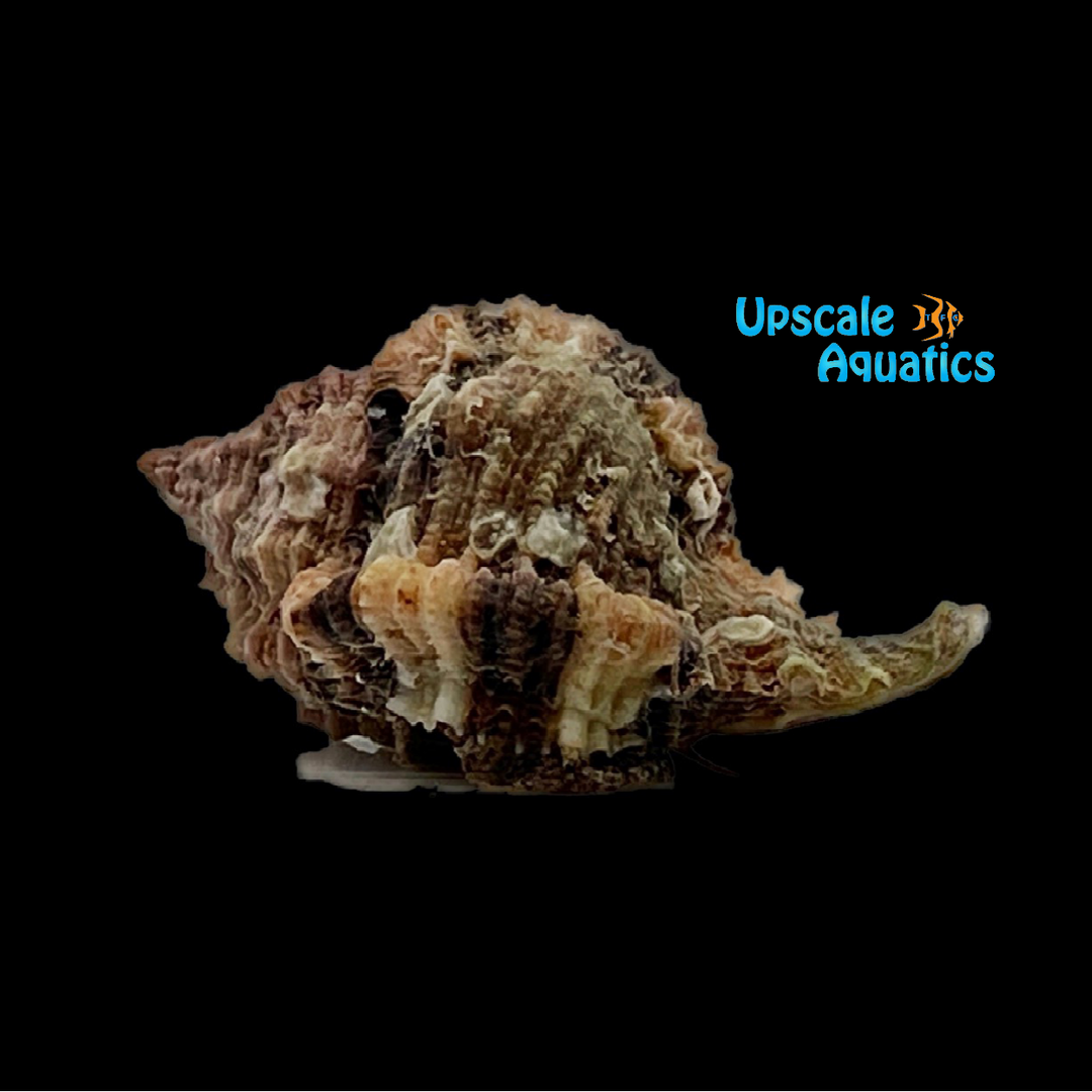 Apple Murex Snail (Phyllonotus pomum)