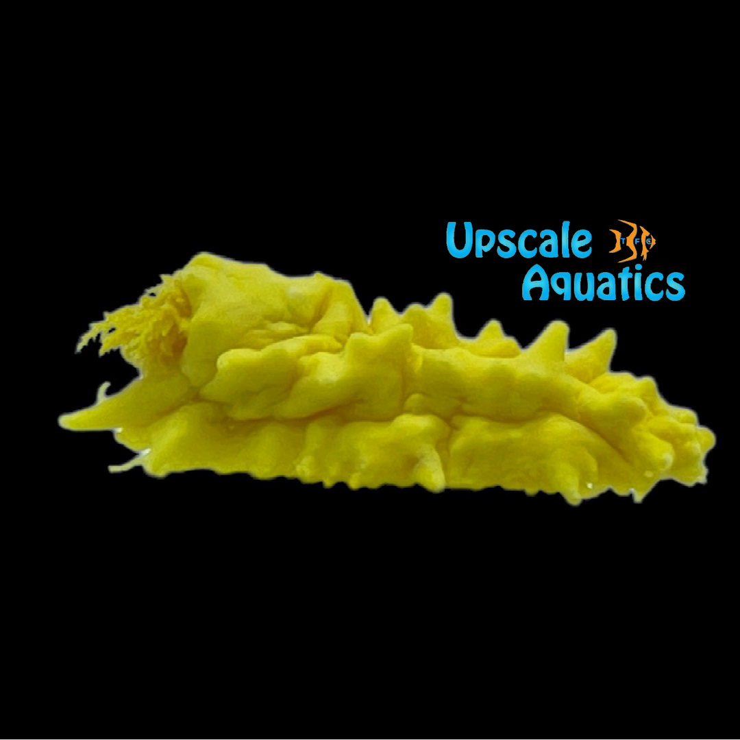 Yellow Sea Cucumber (Colochirus robustus)