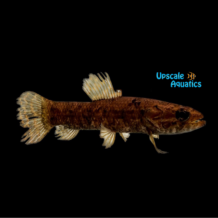 Black Wolf Fish (Hoplias curupira)