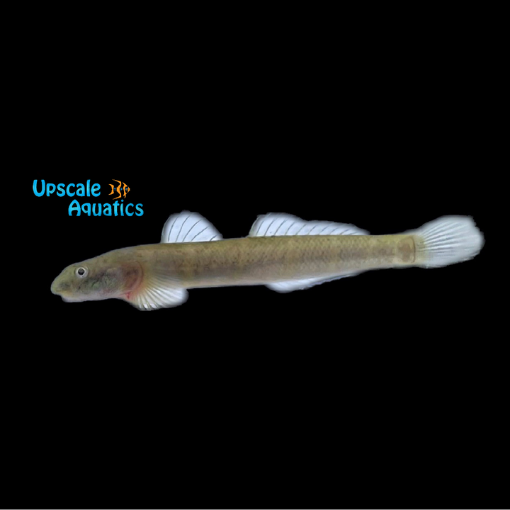 African Algae Eating Goby (Parasicydium bandama)