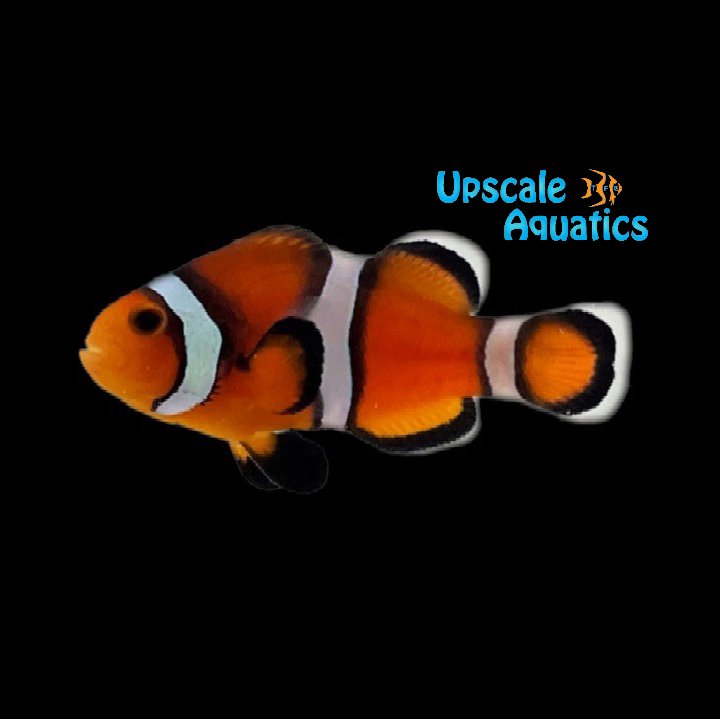 Fancy Ocellaris Clownfish (Amphiprion ocellaris)