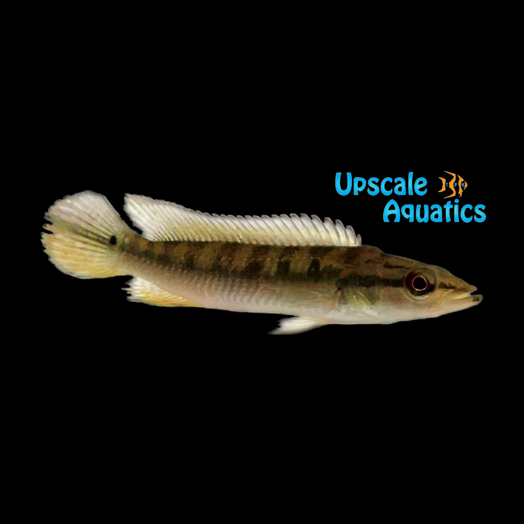 Strigata Pike Cichlid (Crenicichla strigata)