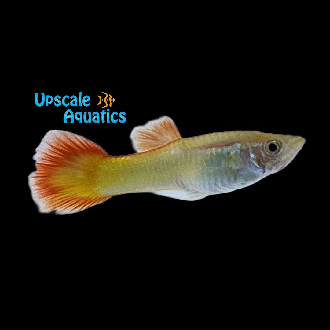 Tequila Sunrise Guppy (Poecilia reticulata)