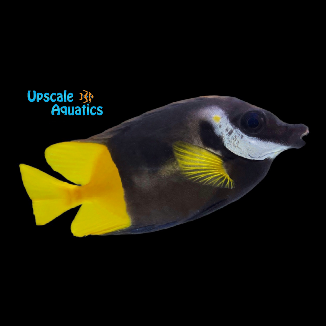 Bicolor Foxface (Siganus uspi)