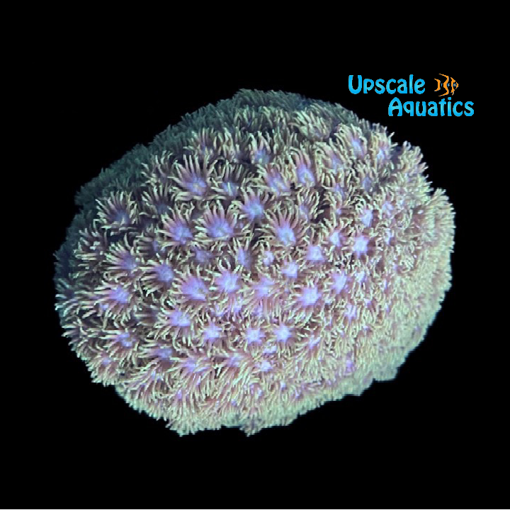 Green Flowerpot Coral (Goniopora sp.)