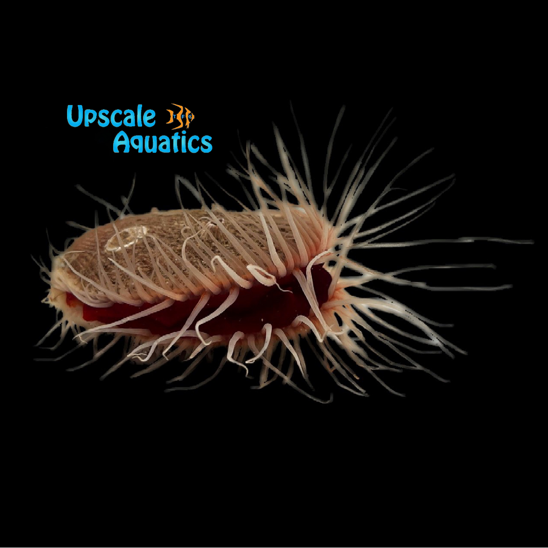 White Flame Scallop (Ctenoides scaber)