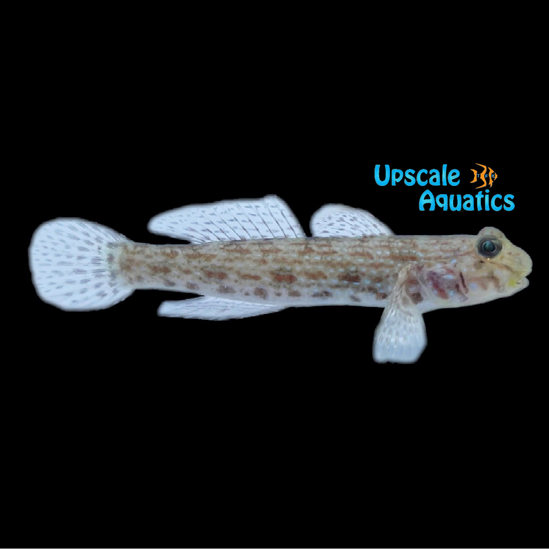 Decorated Goby (Istigobius decoratus)