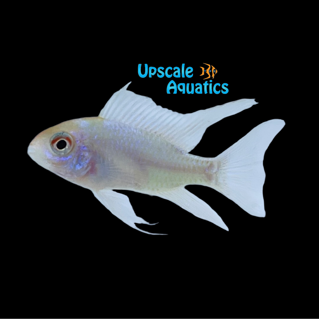 Longfin Platinum German Ram (Mikrogeophagus ramirezi 'Platinum')