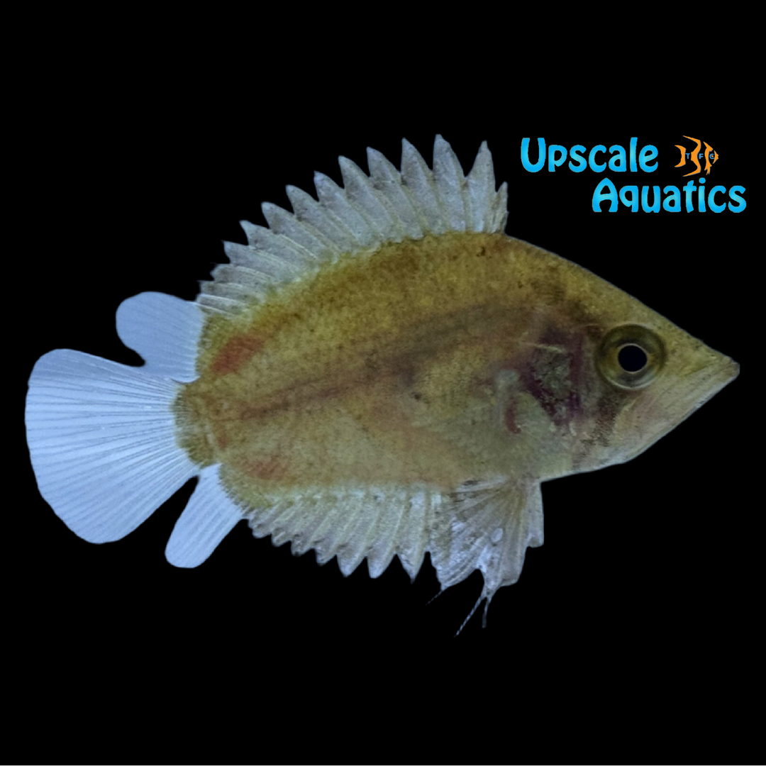 African Leaffish (Polycentropsis abbreviata)