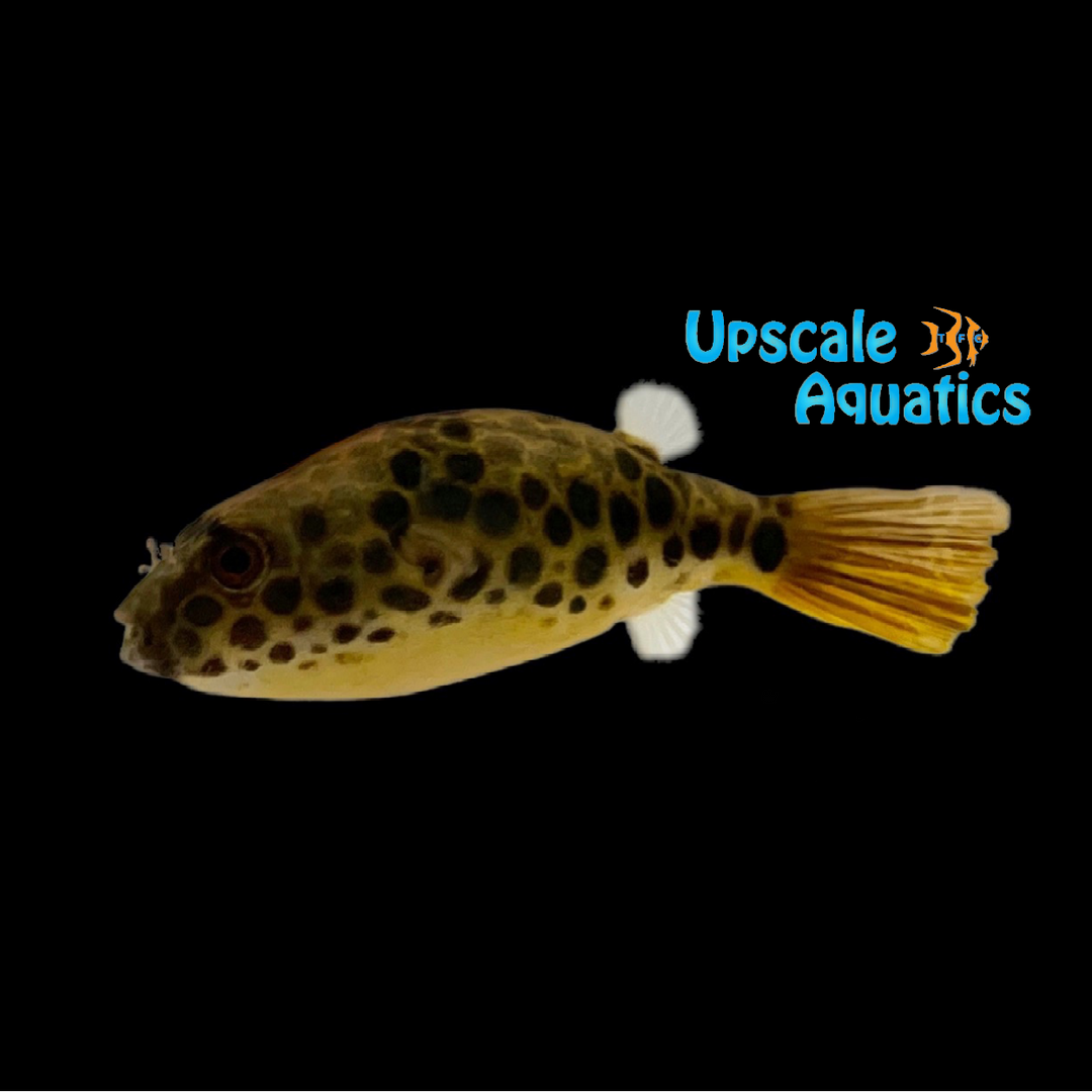 Schoutedeni Puffer (Tetraodon schoutedeni)