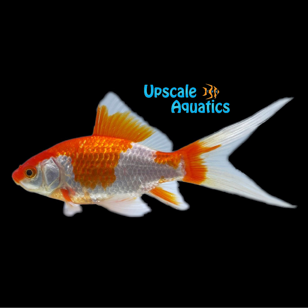 Sarasa Comet Goldfish (Carassius auratus)
