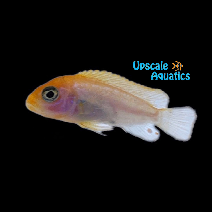 Red Sunflower Hongi Cichlid (Labidochromis sp. hongi sunflower)