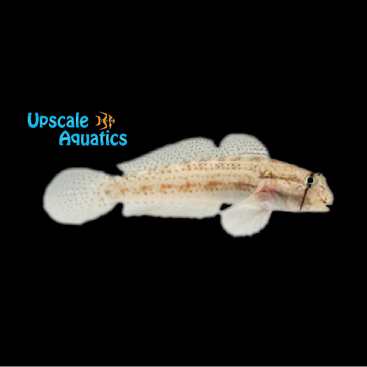 Goldspot Goby (Gnatholepis thompsoni)