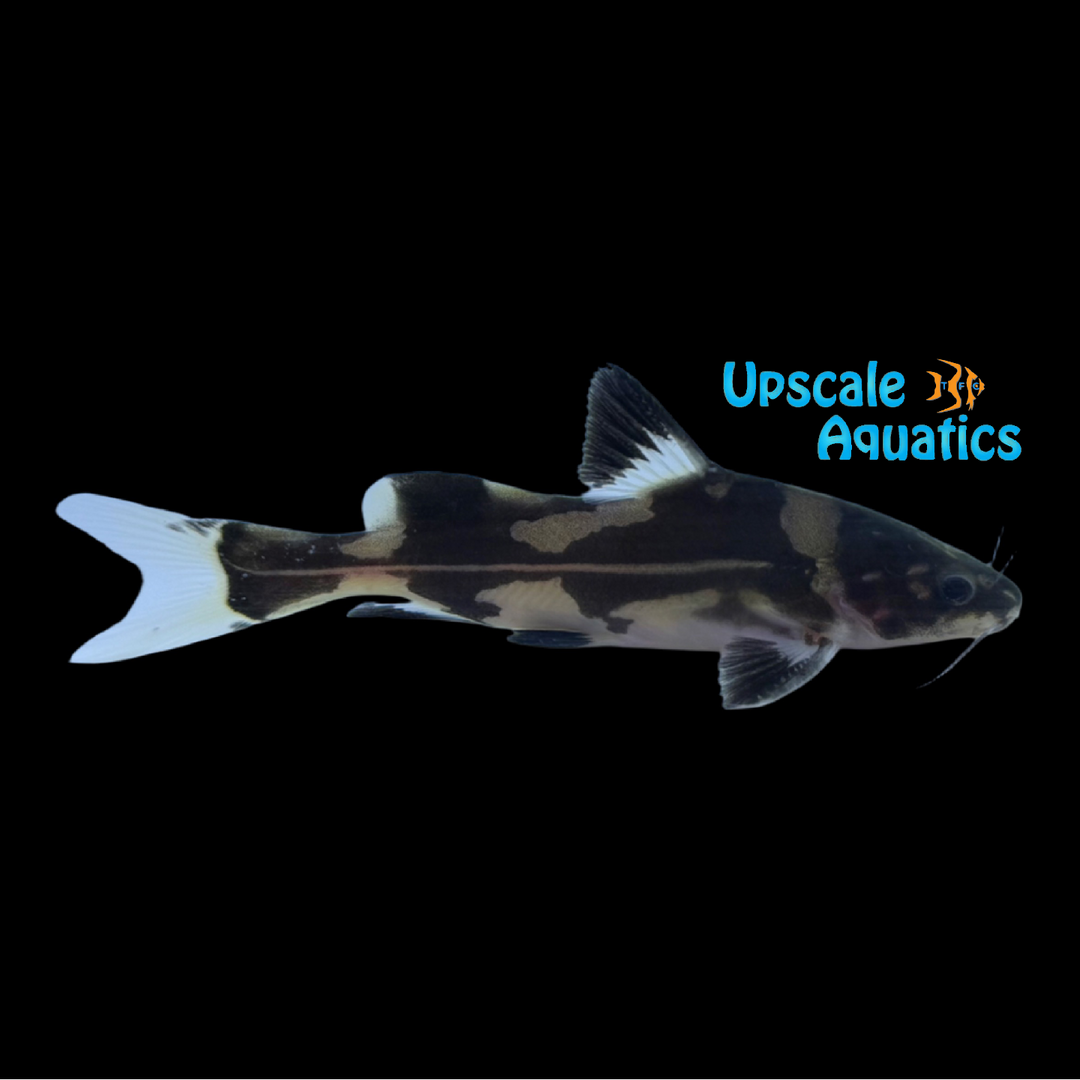 Harlequin Lancer Catfish (Bagroides melapterus)