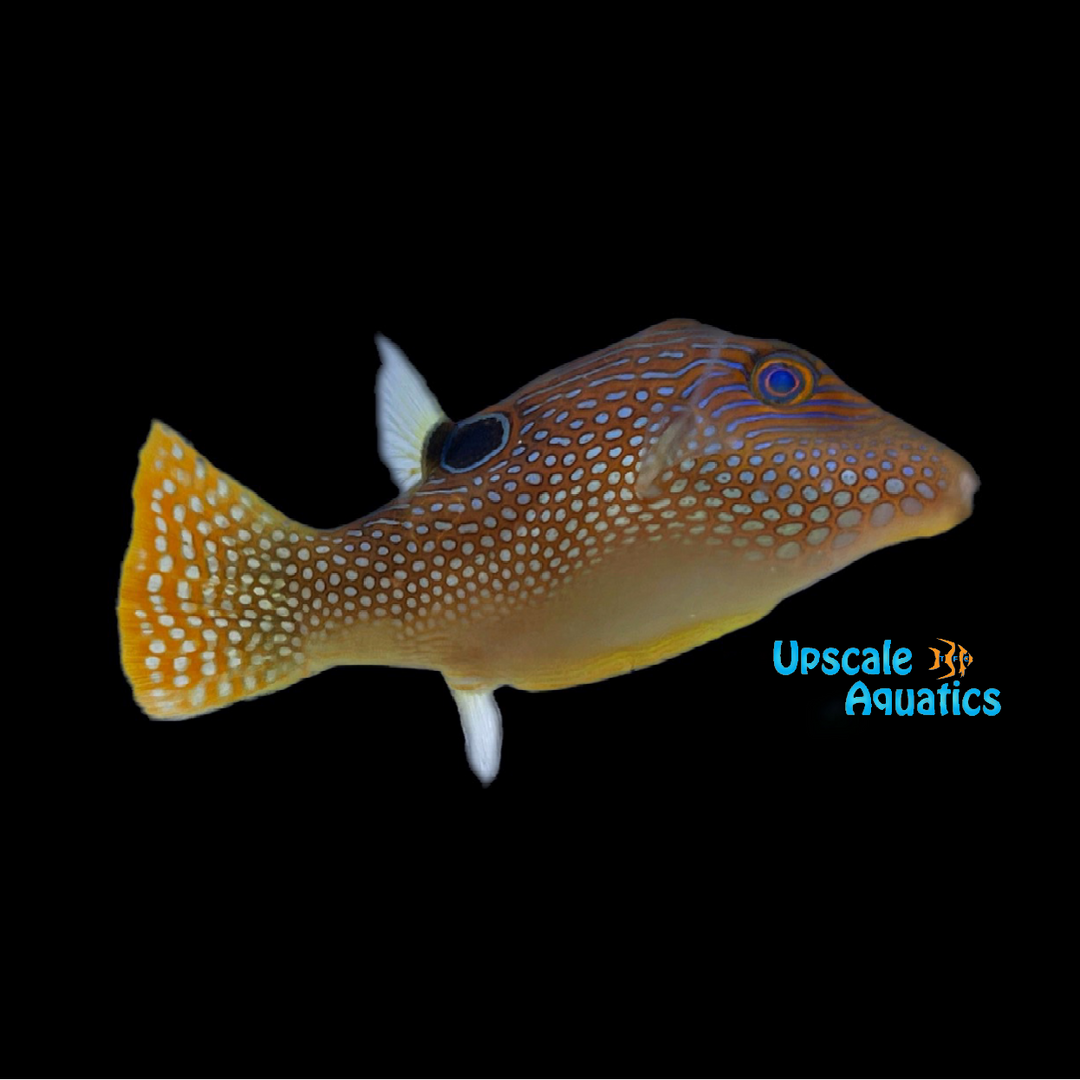 Fiji Blue Spotted Toby Puffer (Canthigaster solandri)