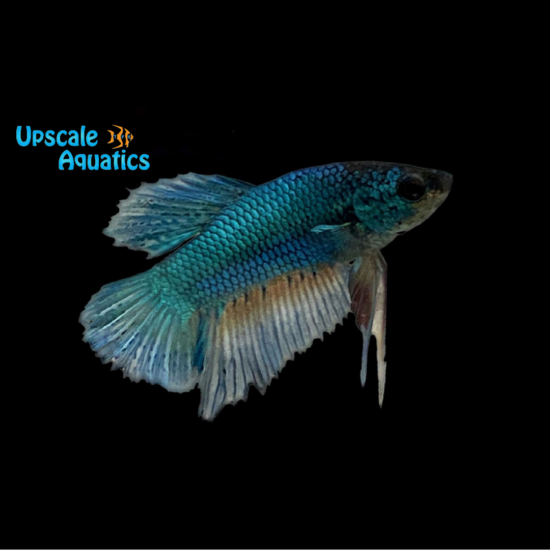 Green Dragon Plakat Betta - Male (Betta splendens)