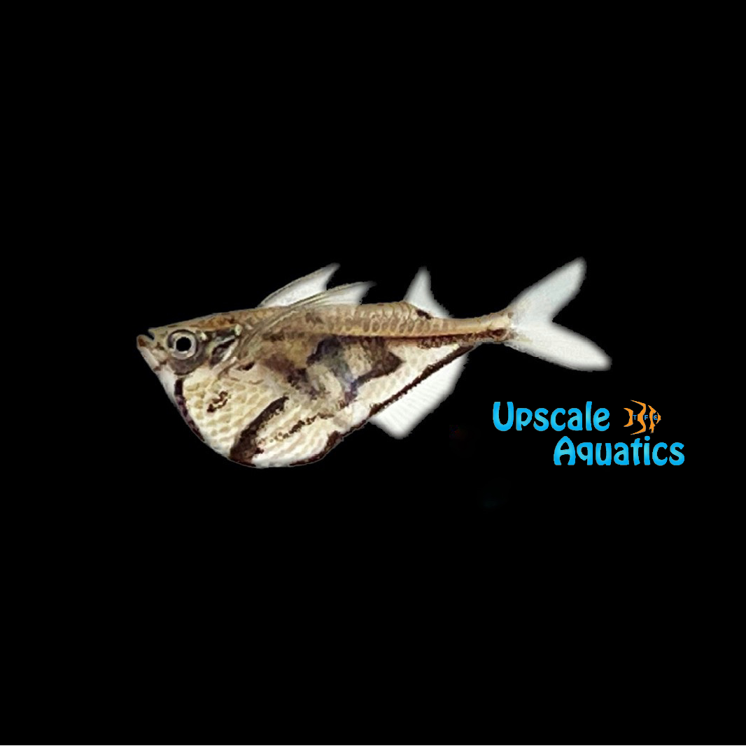 Marbled Hatchetfish (Carnegiella strigata)