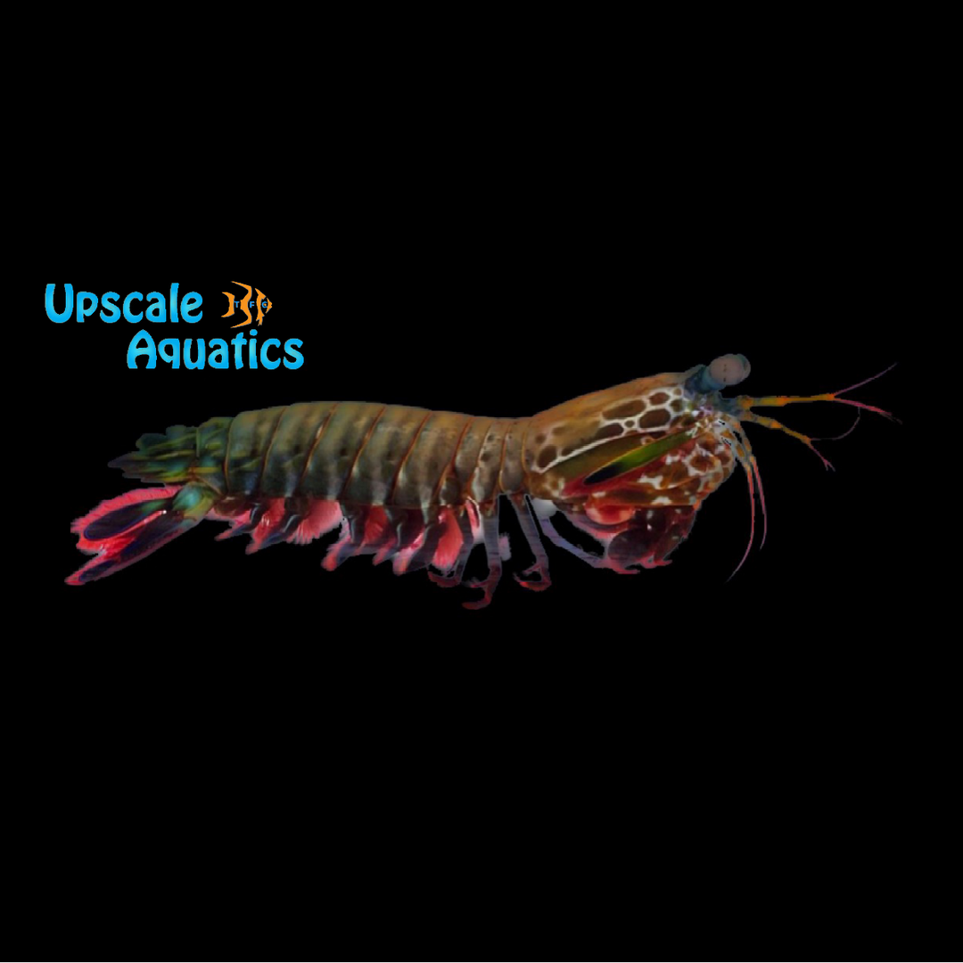 Peacock Mantis Shrimp (Odontodactylus scyllarus)