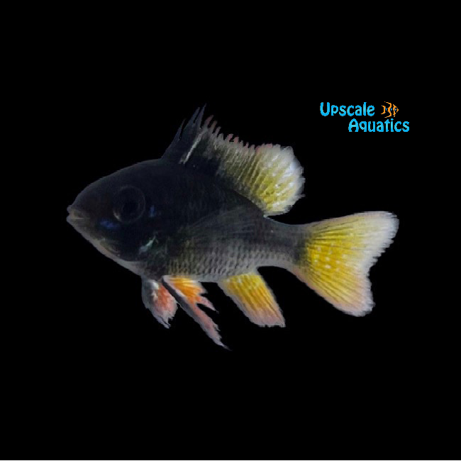 Black German Ram (Mikrogeophagus ramirezi 'German Black')