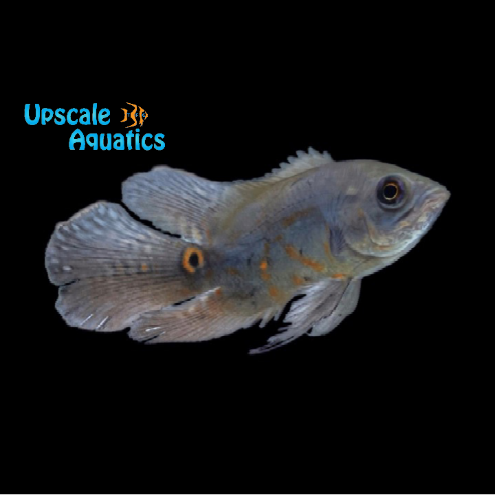 Longfin Tiger Oscar (Astronotus ocellatus)