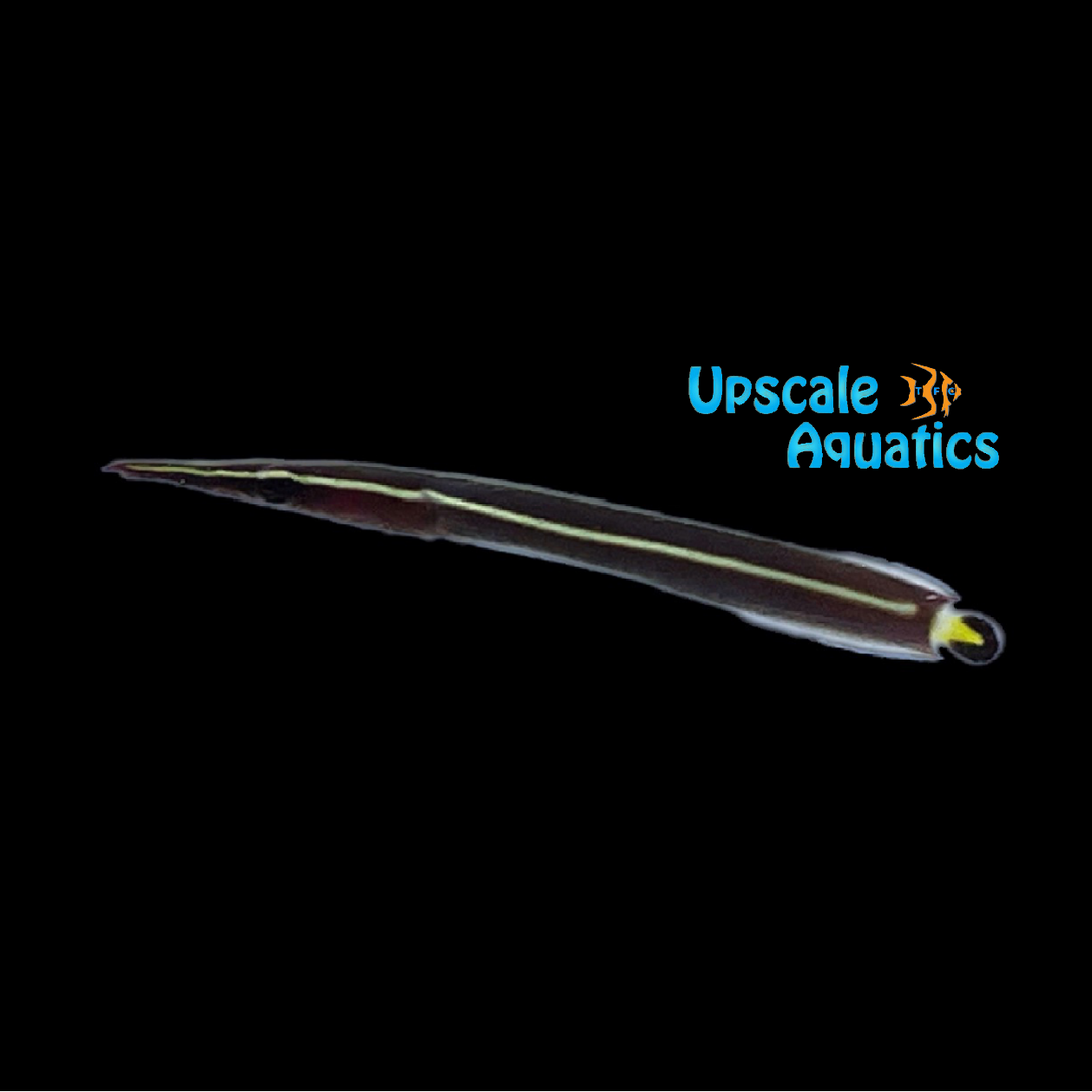 Yellow Striped Clingfish (Diademichthys lineatus)