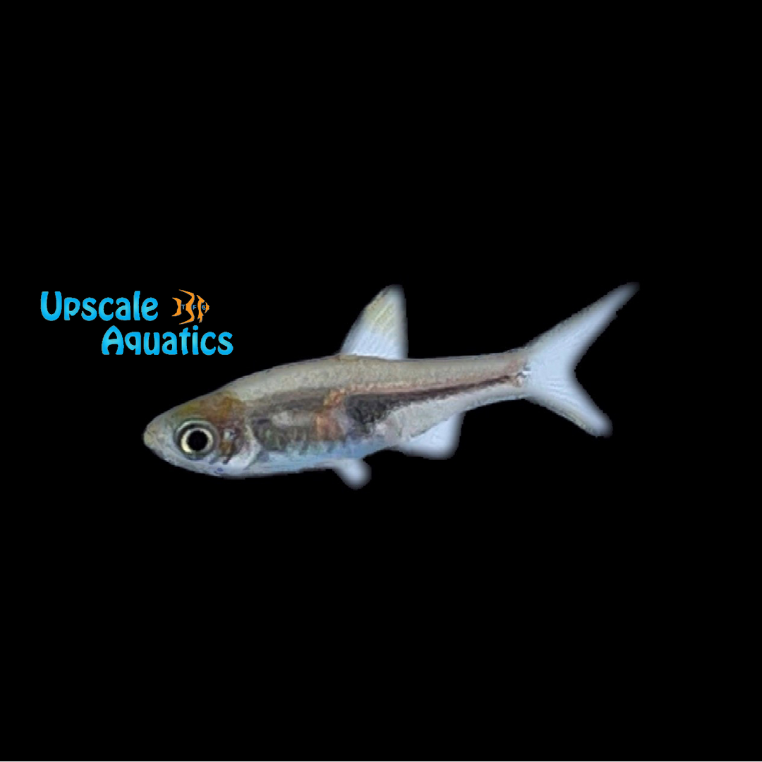 Espei Rasbora (Trigonostigma espei)