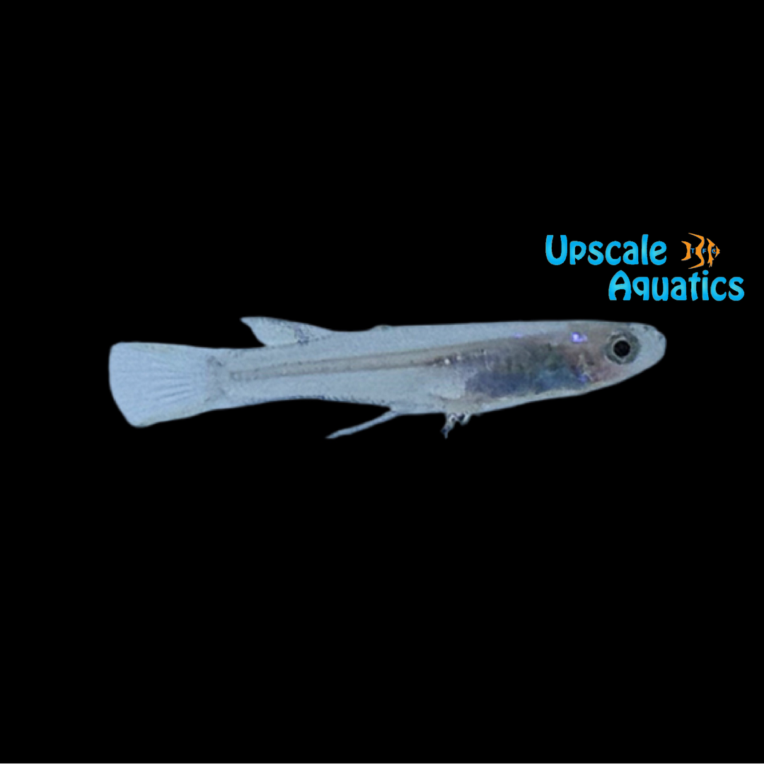 Neon Blue Eye Rainbowfish (Pseudomugil cyanodorsalis)