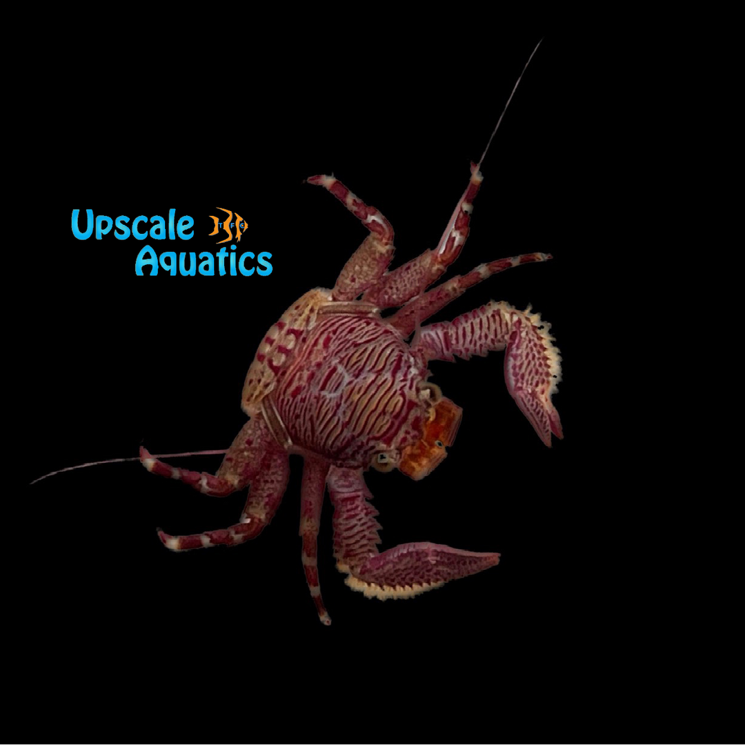 Porcelain Crab (Petrolisthes caribensis)