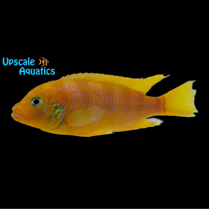 Kenyi Cichlid (Maylandia lombardoi)