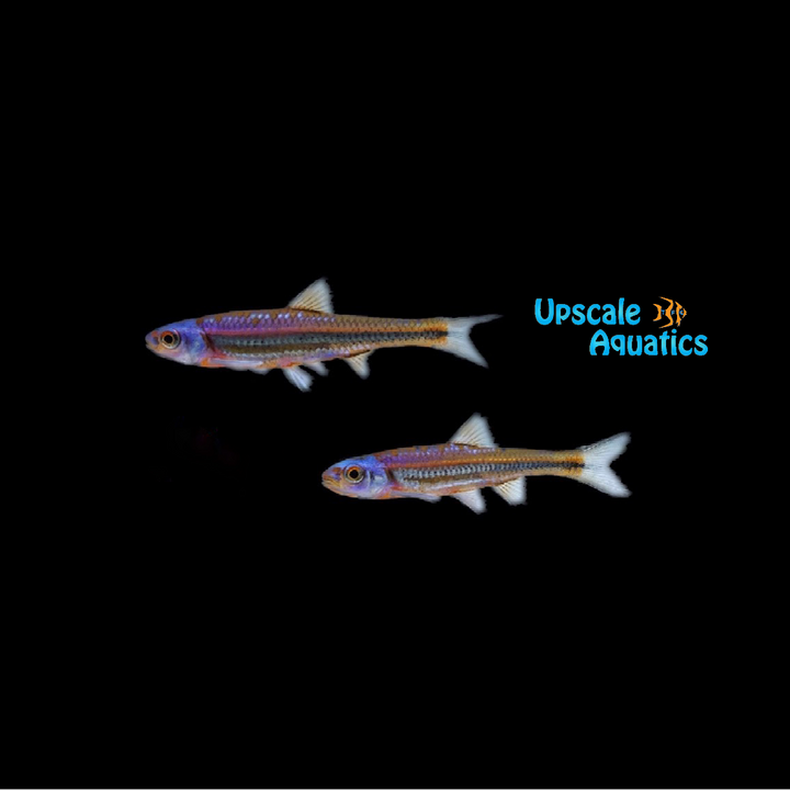 Rainbow Shiner (Notropsis chrosomus)