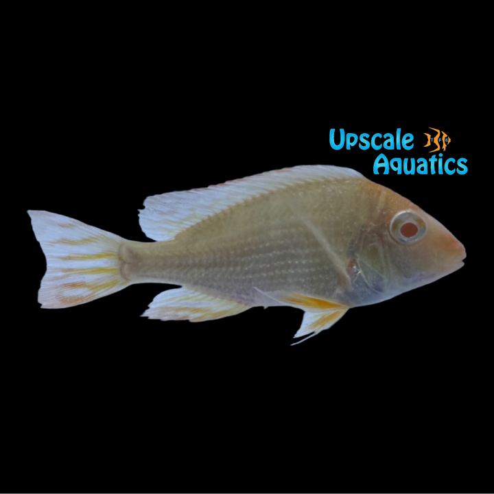 Albino Red Head Tapajos Cichlid (Geophagus tapajos albino)