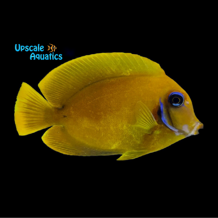 Chocolate Tang (Acanthurus pyroferus)