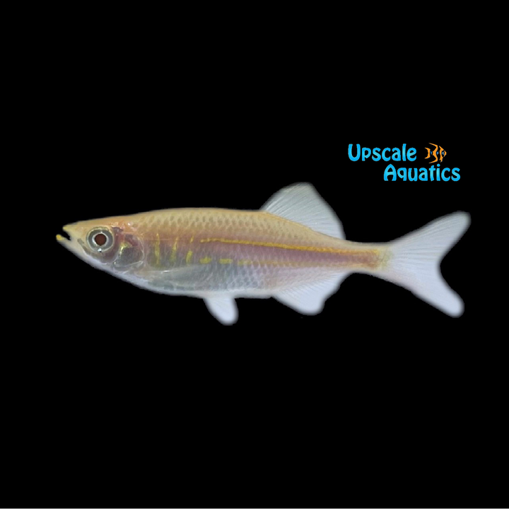 Albino Giant Danio (Devario aequipinnatus)