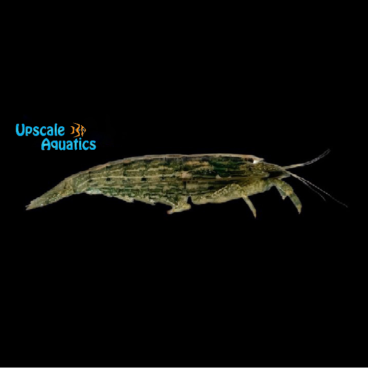 Bamboo Shrimp (Atyopsis moluccensis)