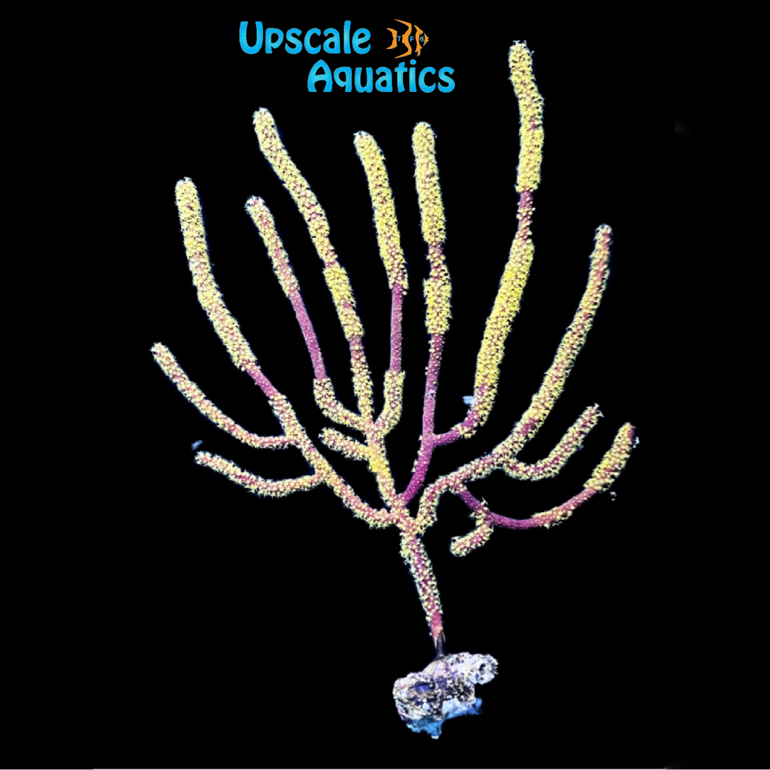 Golden Gorgonian (Diodogorgia sp.)