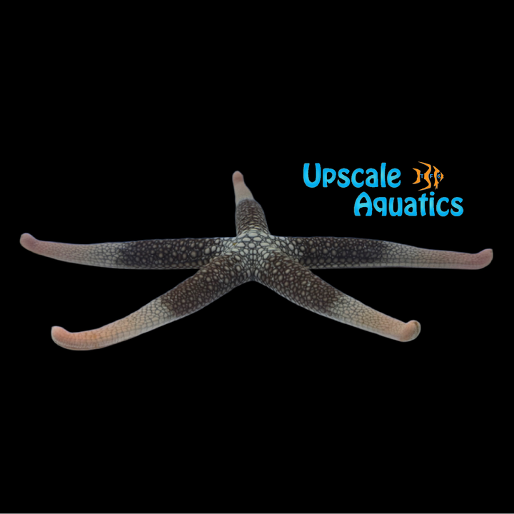 Peach Tip Nardoa Starfish (Nardoa novaecaledoniae)