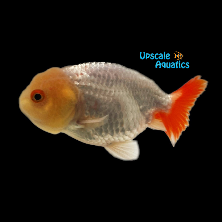 Assorted Ranchu Goldfish (Carassius auratus)
