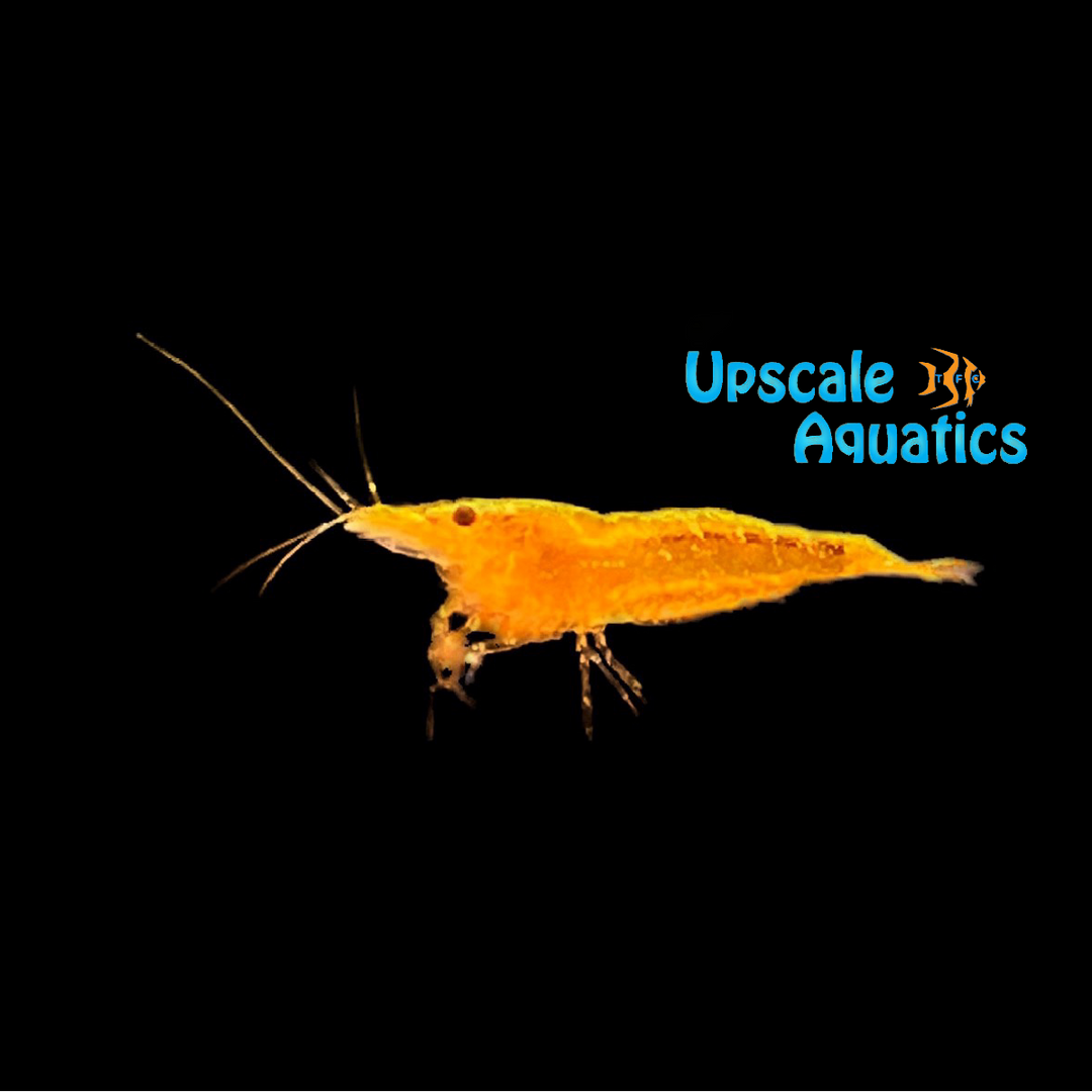 Orange Sunkist Shrimp (Neocaridina davidi)