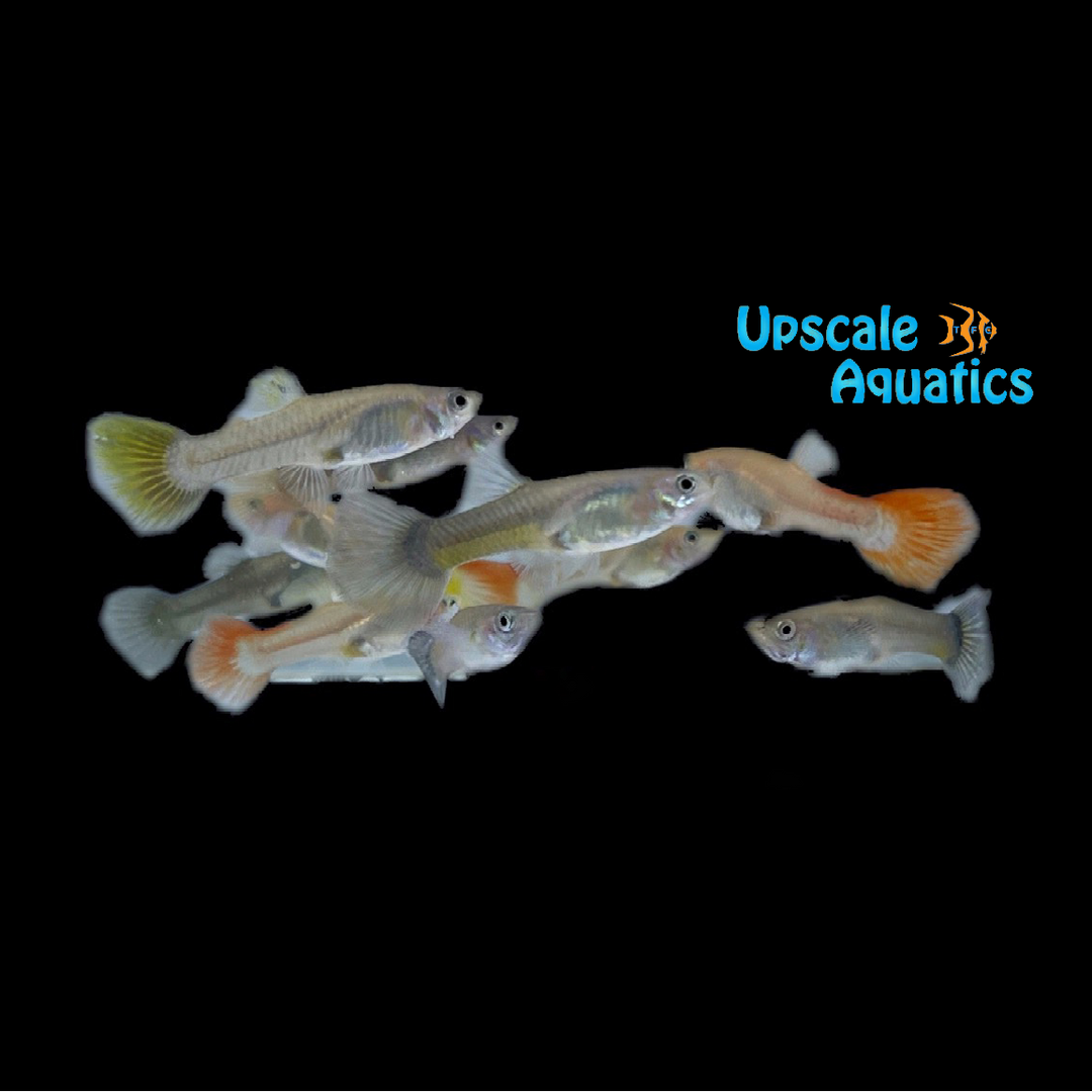 Premium Fancy Guppy - Female (Poecilia reticulata)