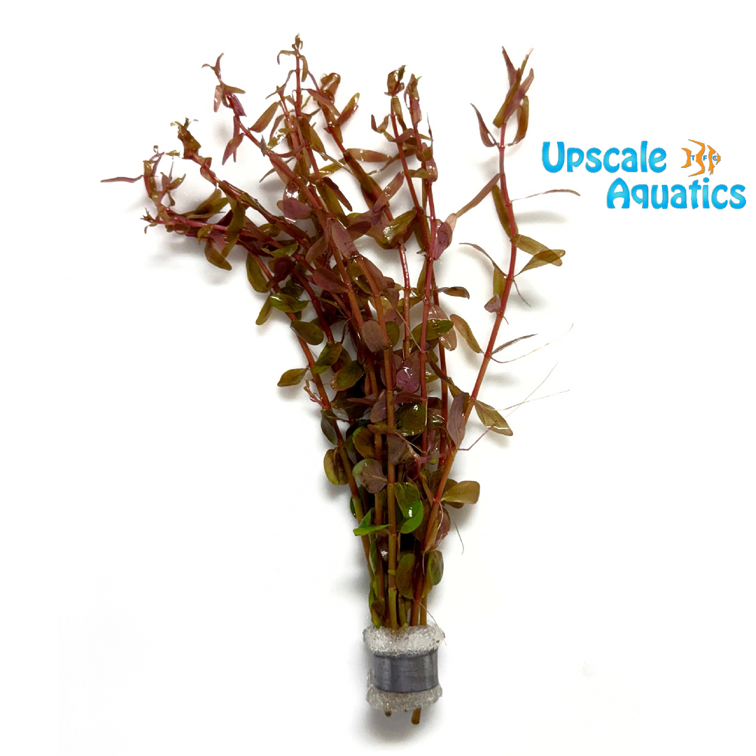 Rotala Rotundifolia 'Red'