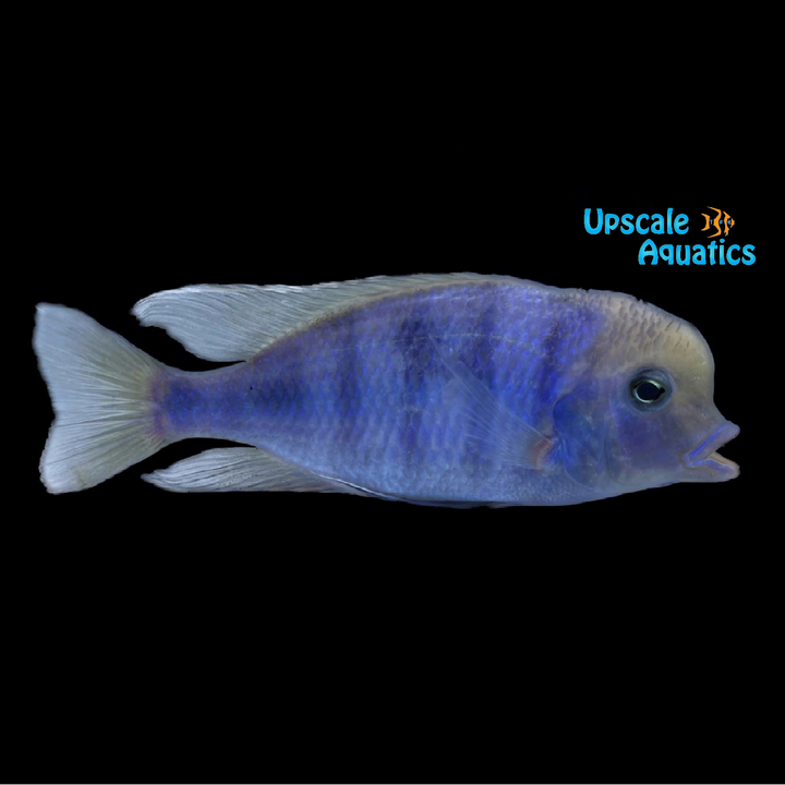Blue Dolphin Cichlid (Cyrtocara moorii)