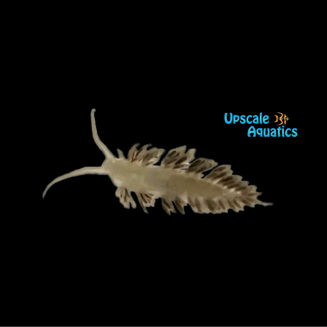 Berghia Nudibranch