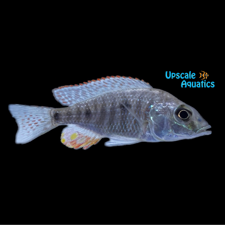 Otopharynx Tetrastigma