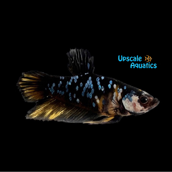 Blue / Black Galaxy Koi Plakat Betta - Male (Betta splendens)