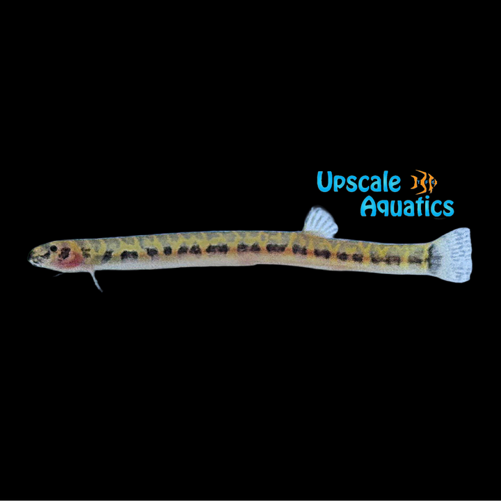 Spotted Kuhlii Loach (Pangio muraeniformis)