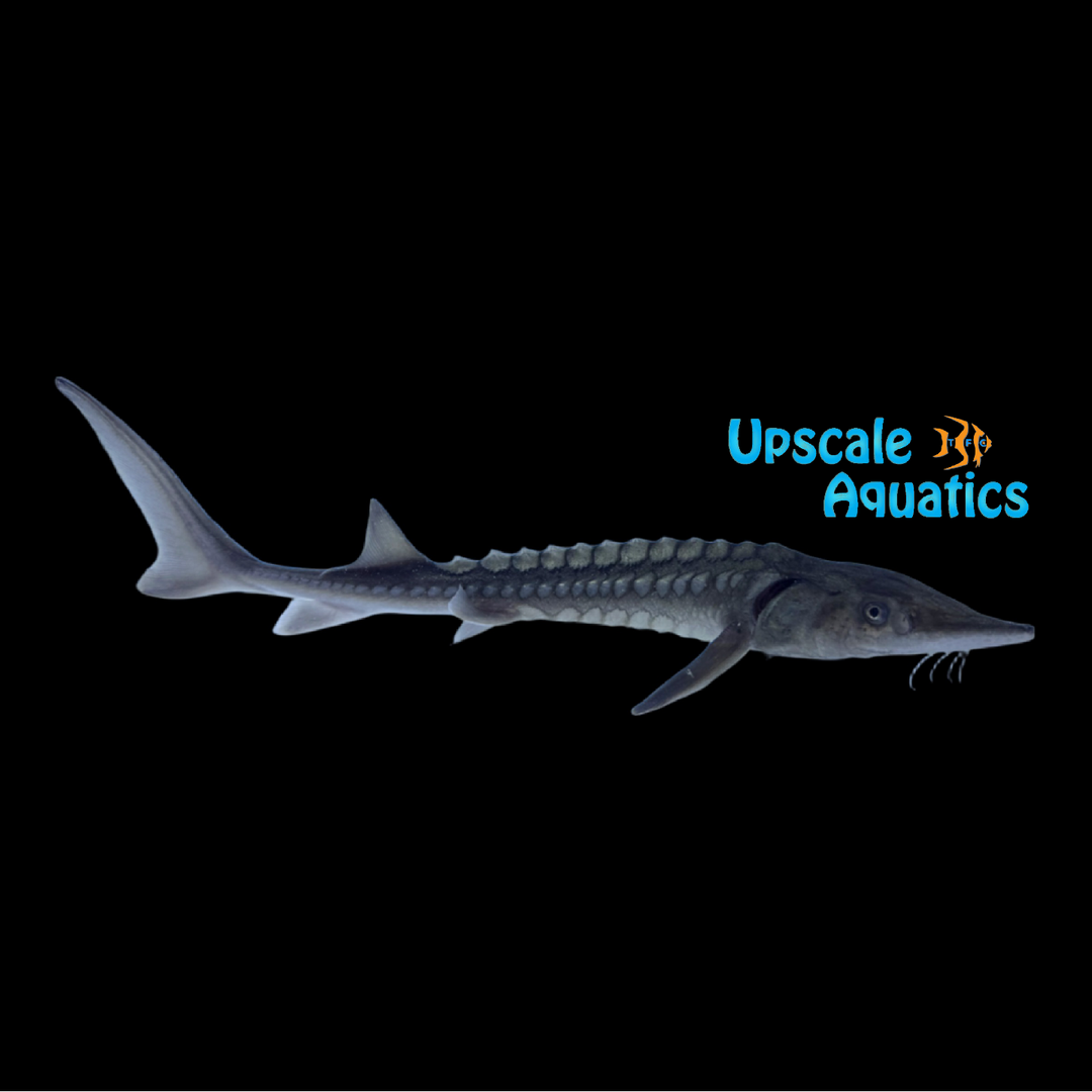 White Sturgeon (Acipenser transmontanus)