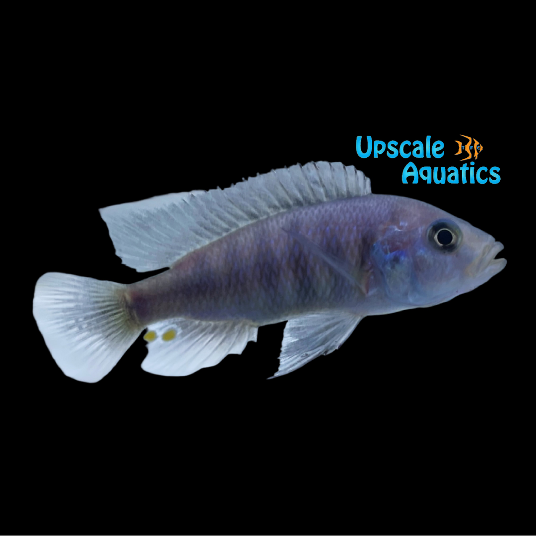 Blue Nyererei (Pundamilia azurea 'Ruti Island')