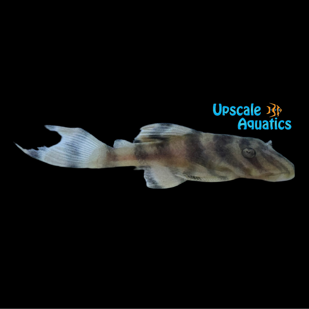 Blood Red Tiger Pleco L306. (Panaqolus claustellifer)