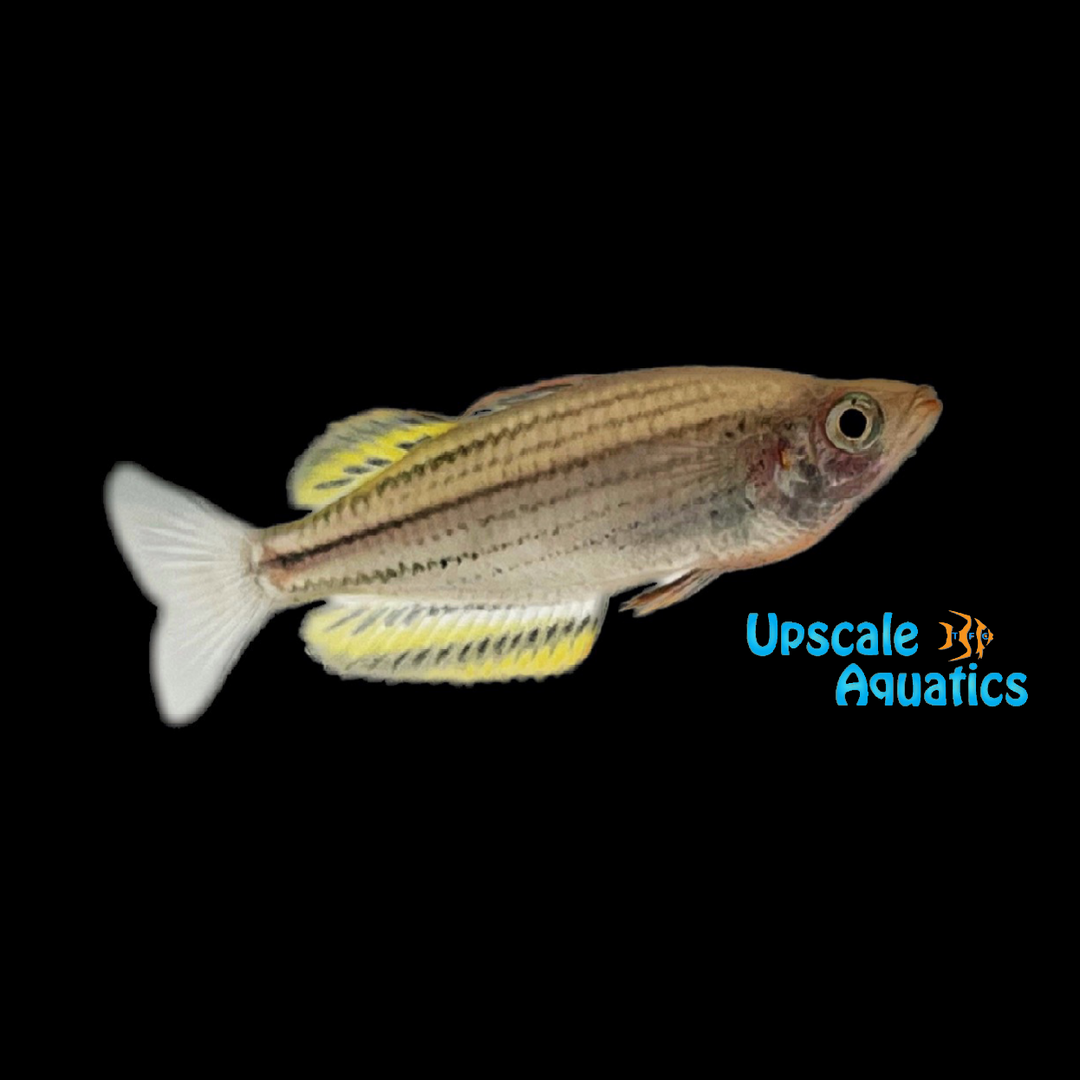 Skull Creek Rainbowfish (Melanotaenia sahulensis)